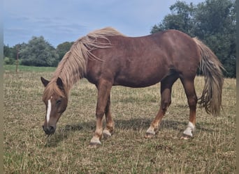 German Riding Horse, Mare, 25 years, 14,1 hh, Chestnut-Red