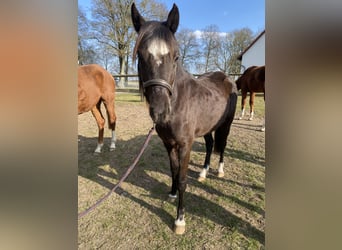 German Riding Horse, Mare, 2 years, 13.2 hh, Black