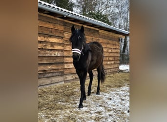 German Riding Horse Mix, Mare, 2 years, 13,2 hh, Bay-Dark