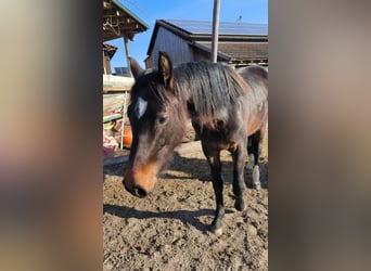 German Riding Horse, Mare, 2 years, 14.2 hh, Bay-Dark