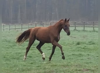 German Riding Horse, Mare, 2 years, 14,3 hh, Chestnut