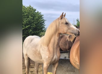 German Riding Horse, Mare, 2 years, 15.2 hh, Leopard-Piebald