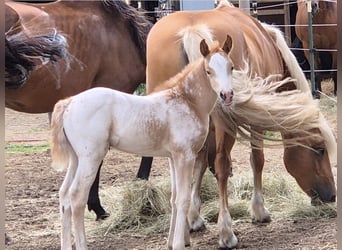 German Riding Horse, Mare, 2 years, 15.2 hh, Leopard-Piebald