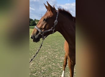 German Riding Horse, Mare, 2 years, 15,2 hh, Chestnut-Red