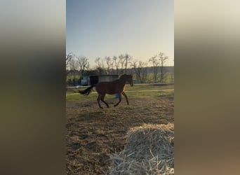 German Riding Horse, Mare, 2 years, 15,3 hh, Brown