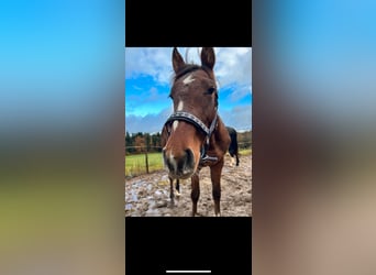 German Riding Horse, Mare, 2 years, 16.1 hh, Brown