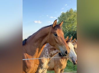 German Riding Horse, Mare, 2 years, 16.2 hh, Brown