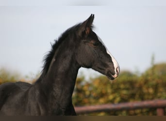 German Riding Horse, Mare, 2 years, Black