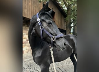 German Riding Horse, Mare, 2 years, Black