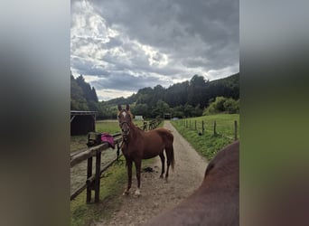 German Riding Horse Mix, Mare, 30 years, 14.1 hh, Chestnut-Red