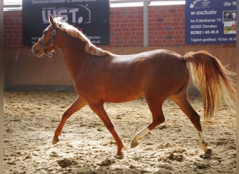 German Riding Horse, Mare, 3 years, 13.3 hh