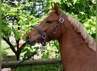 German Riding Horse, Mare, 3 years, 13.3 hh