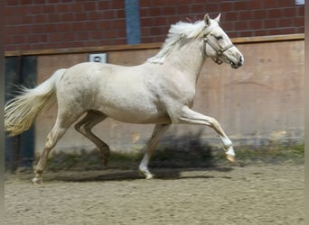 German Riding Horse, Mare, 3 years, 14.1 hh, Palomino