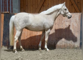 German Riding Horse, Mare, 3 years, 14.1 hh, Palomino