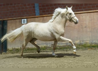 German Riding Horse, Mare, 3 years, 14,1 hh, Palomino