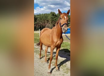 German Riding Horse, Mare, 3 years, 15.1 hh, Chestnut-Red