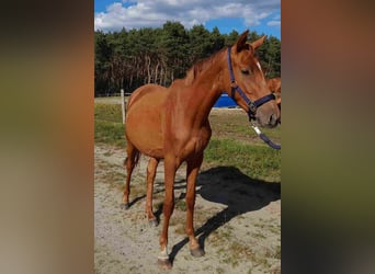 German Riding Horse, Mare, 3 years, 15.1 hh, Chestnut-Red