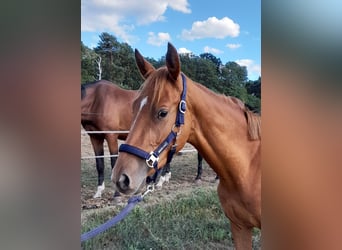 German Riding Horse, Mare, 3 years, 15.1 hh, Chestnut-Red