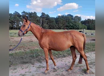 German Riding Horse, Mare, 3 years, 15.1 hh, Chestnut-Red