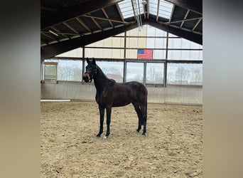 German Riding Horse, Mare, 3 years, 15.2 hh, Bay-Dark