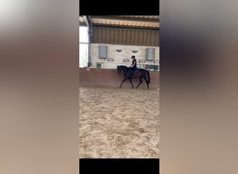 German Riding Horse, Mare, 3 years, 15.2 hh, Bay-Dark