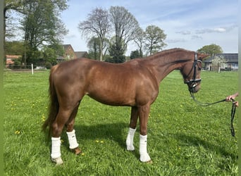 German Riding Horse, Mare, 3 years, 15.2 hh, Chestnut-Red