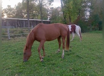 German Riding Horse, Mare, 3 years, 15.2 hh, Chestnut-Red