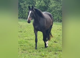 German Riding Horse, Mare, 3 years, 15 hh, Brown