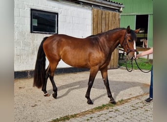 German Riding Horse, Mare, 3 years, 15 hh, Brown