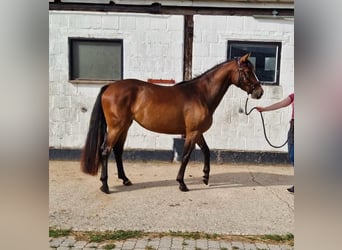 German Riding Horse, Mare, 3 years, 15 hh, Brown