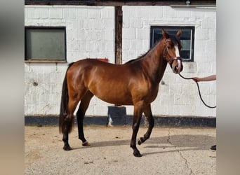 German Riding Horse, Mare, 3 years, 15 hh, Brown
