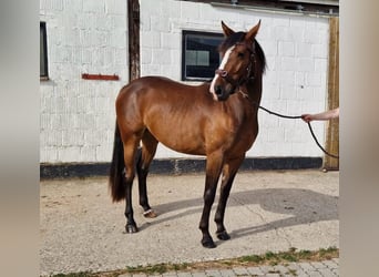 German Riding Horse, Mare, 3 years, 15 hh, Brown