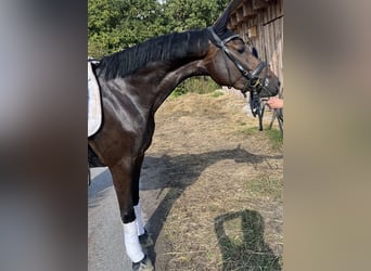 German Riding Horse, Mare, 3 years, 15,2 hh, Bay-Dark