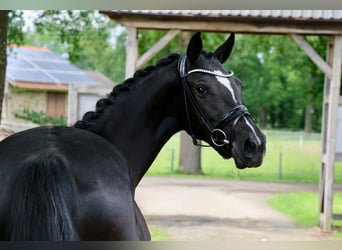 German Riding Horse, Mare, 3 years, 16.1 hh, Black