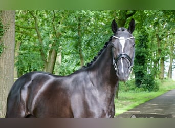 German Riding Horse, Mare, 3 years, 16.1 hh, Black