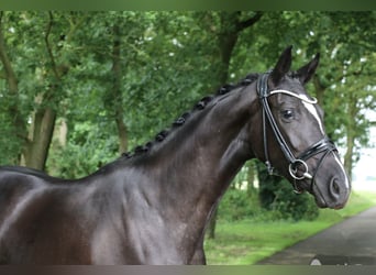 German Riding Horse, Mare, 3 years, 16.1 hh, Black