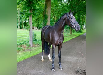 German Riding Horse, Mare, 3 years, 16.1 hh, Black