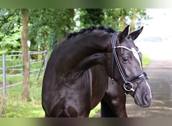 German Riding Horse, Mare, 3 years, 16.1 hh, Black