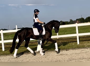 German Riding Horse, Mare, 3 years, 16.1 hh, Black