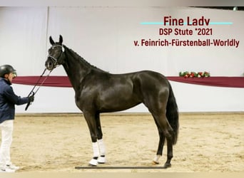 German Riding Horse, Mare, 3 years, 16.1 hh, Black