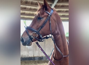 German Riding Horse, Mare, 3 years, 16.1 hh, Chestnut-Red