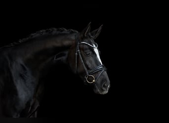 German Riding Horse, Mare, 3 years, 16.2 hh, Black