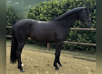 German Riding Horse, Mare, 3 years, 16 hh, Black