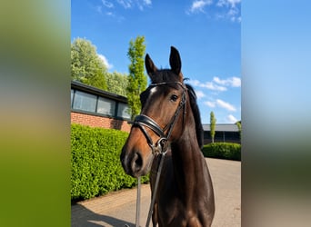 German Riding Horse, Mare, 3 years, 16 hh, Brown