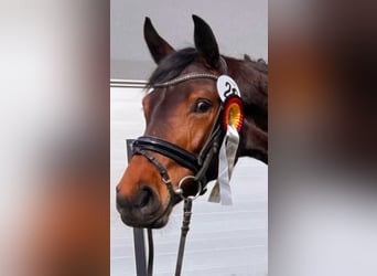 German Riding Horse, Mare, 3 years, 16 hh, Brown