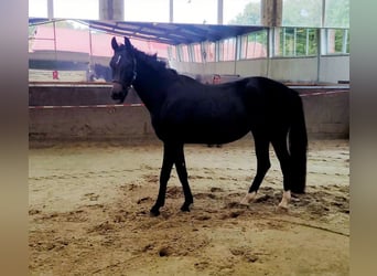 German Riding Horse, Mare, 3 years, 16,1 hh, Bay-Dark