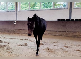 German Riding Horse, Mare, 3 years, 16,1 hh, Bay-Dark