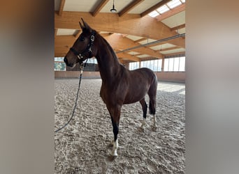 German Riding Horse, Mare, 3 years, 16,1 hh, Brown