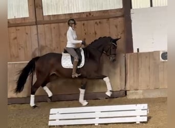 German Riding Horse, Mare, 3 years, 16,2 hh, Bay-Dark German Riding Horse, Mare, 3 years, 16,2 hh, Bay-Dark