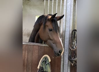 German Riding Horse, Mare, 3 years, 17 hh, Bay-Dark